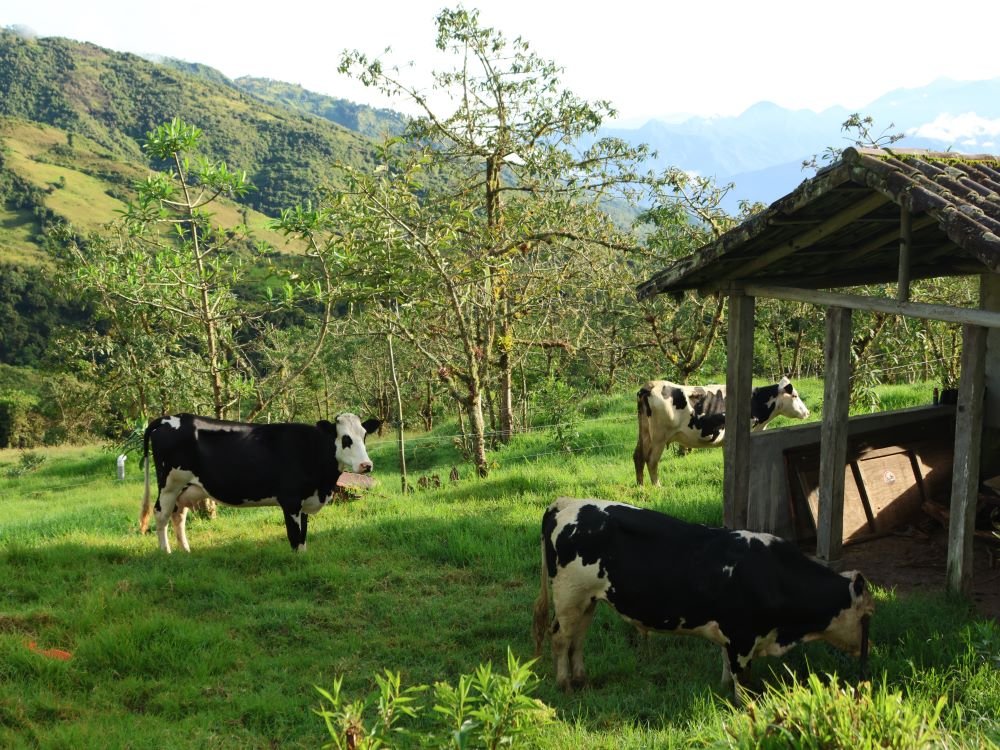 Vaches à la ferme