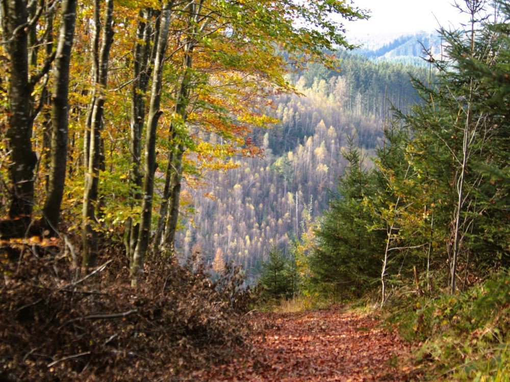 Chemin de randonnée