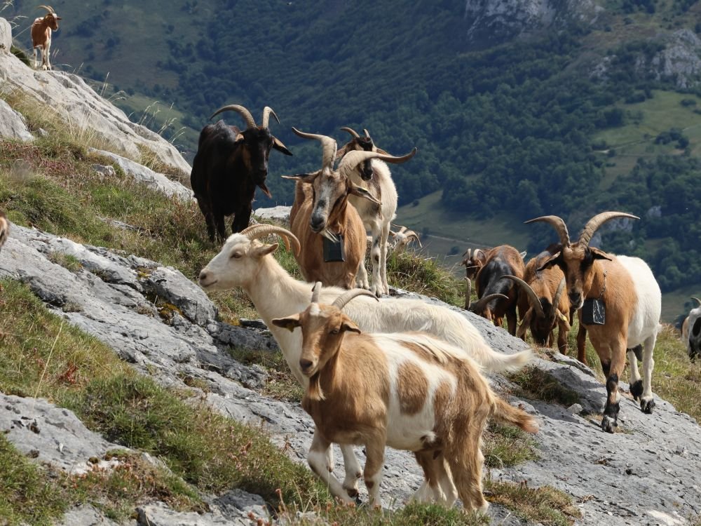 Des chevreaux sur la route