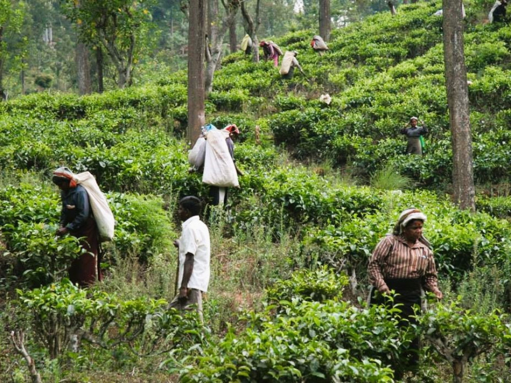 Plantation de thé