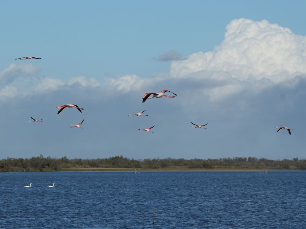 Oiseaux en Camargue