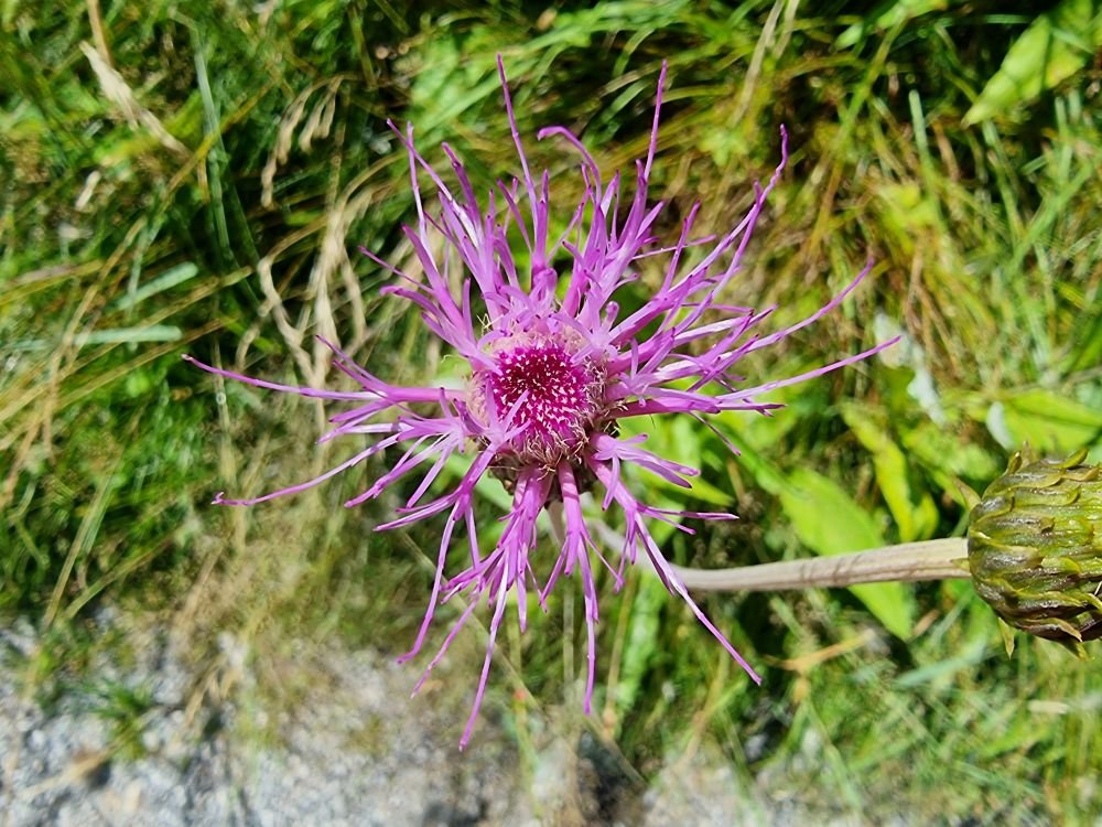 Fleur au Tyrol