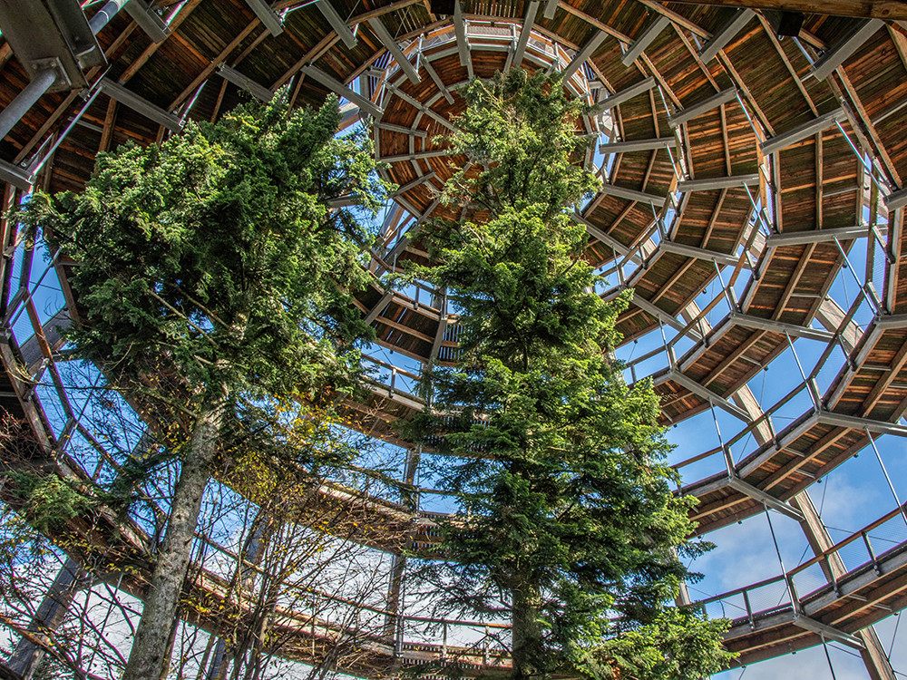 Au-dessus des cimes des arbres