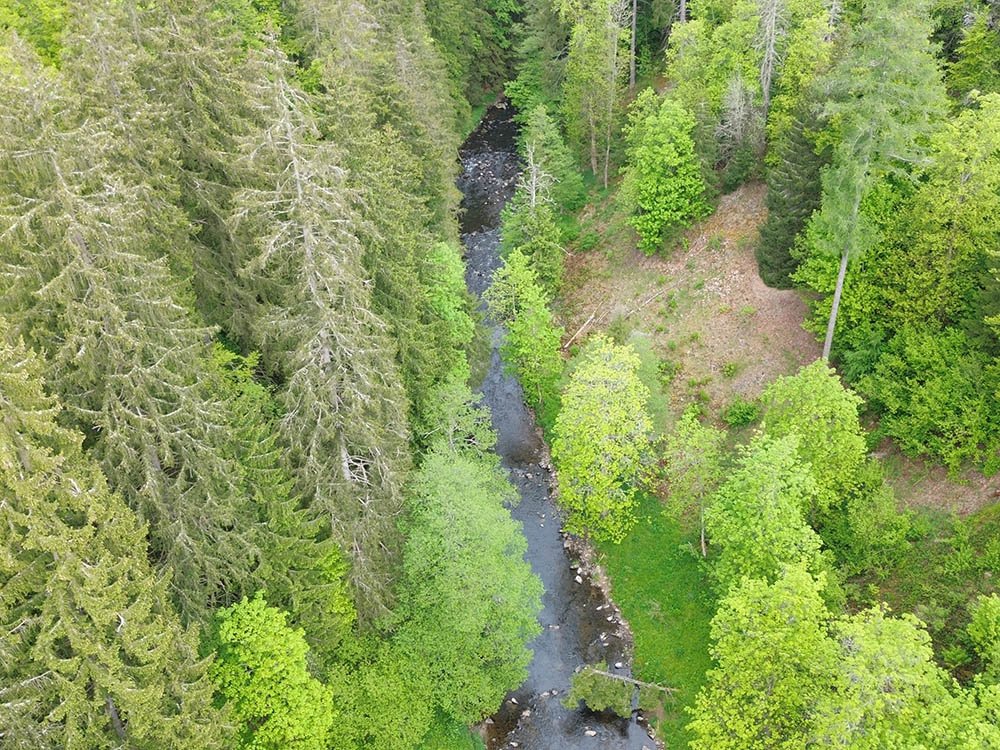 Les forêts