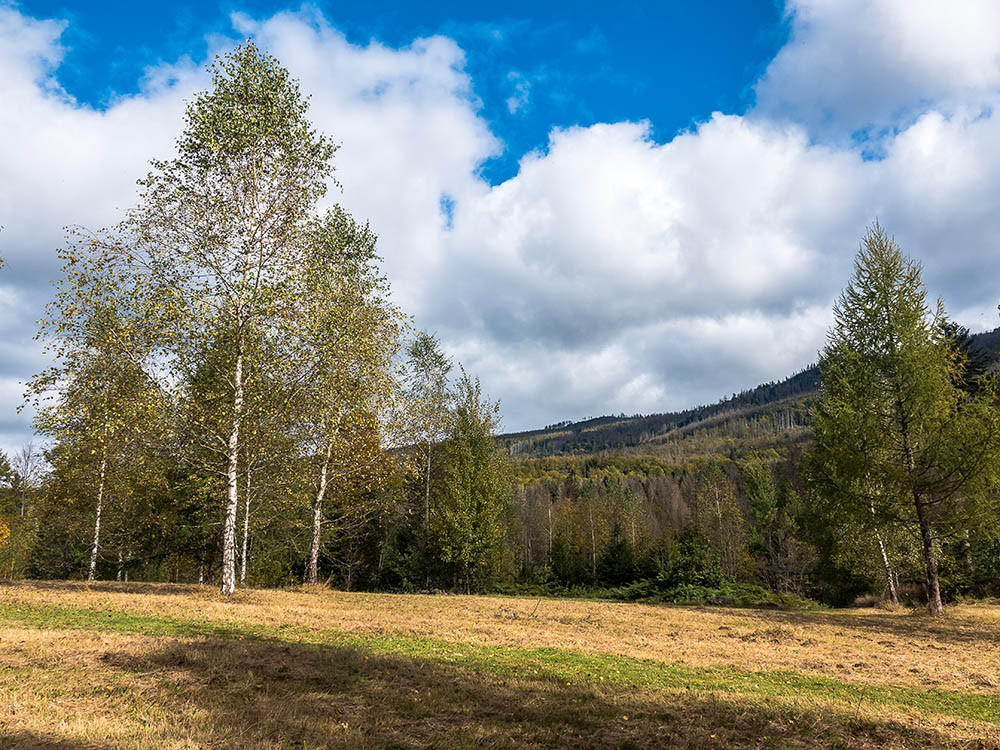 Paysage de la Forêt-de-Bavière