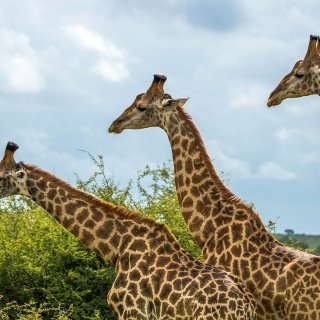 Image pour Parc national Kruger