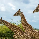 Image pour Parc national Kruger