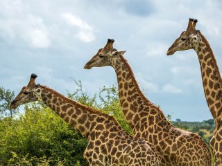 Image pour Parc national Kruger