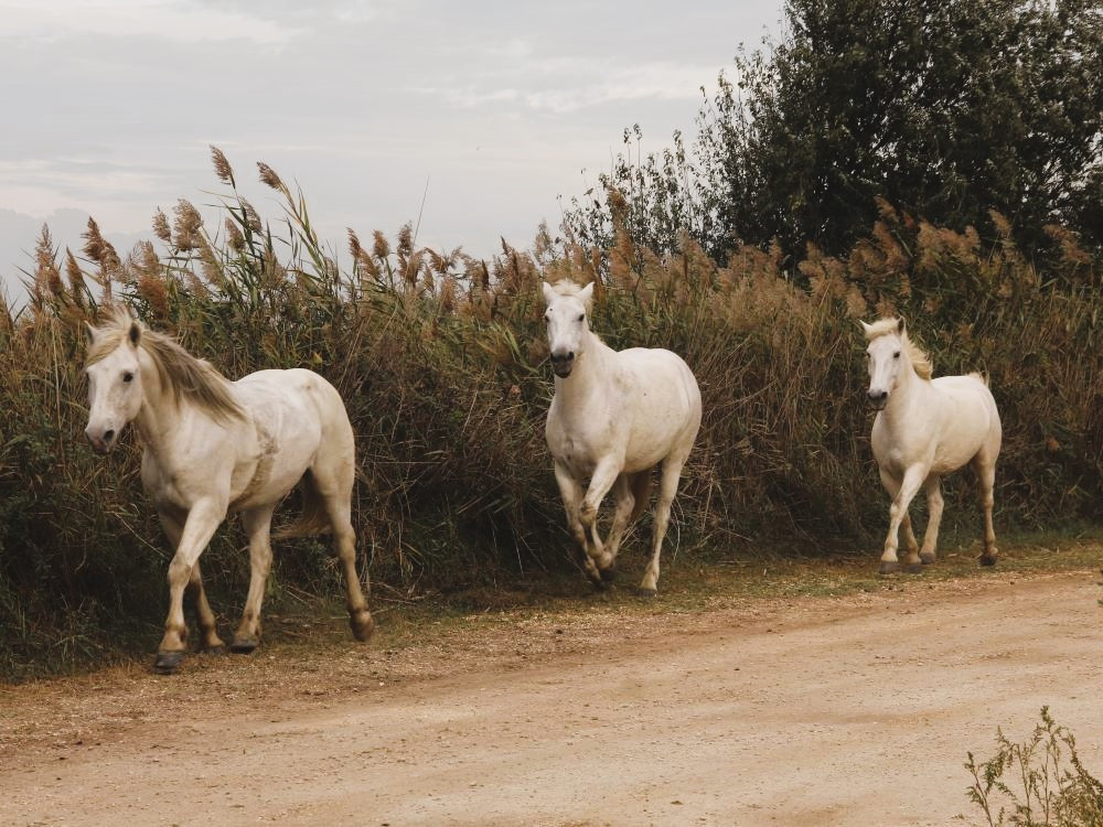 Chevaux en Camargue