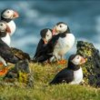 Image pour Atalante - Islande - Cercle d'Or