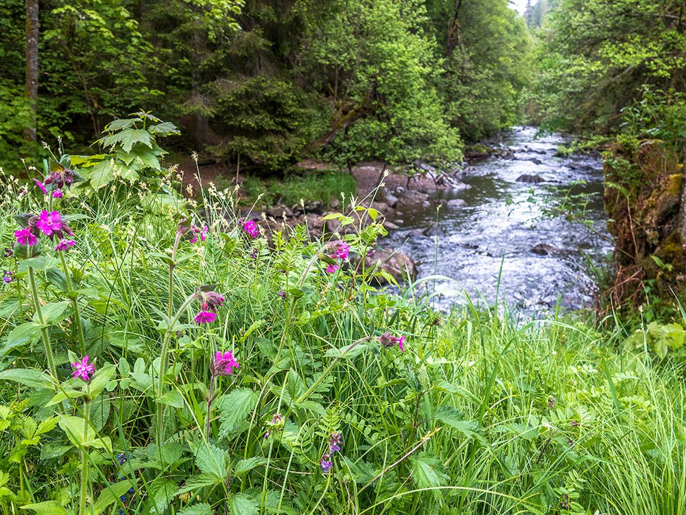 La Wutach