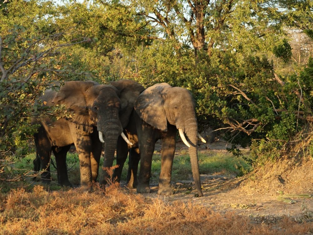 Les éléphants à Liwonde