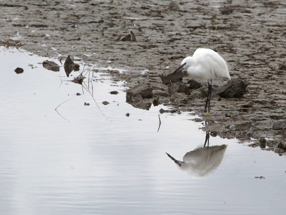 Aigrette garzette
