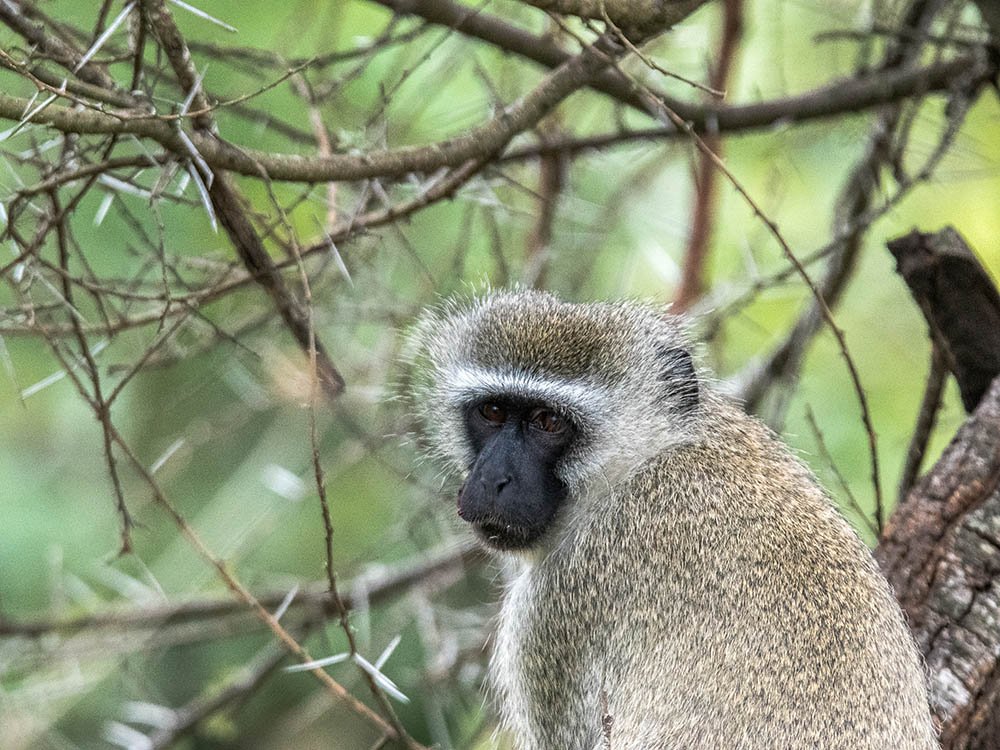 Singe Vervet