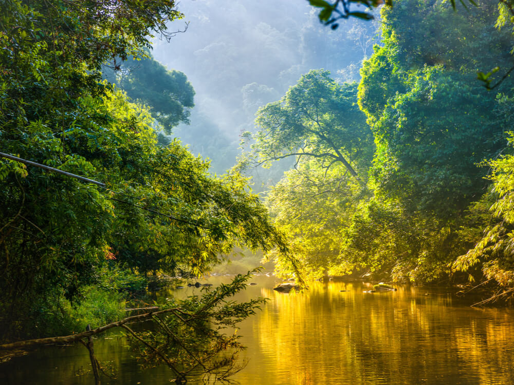 Forêt amazonienne