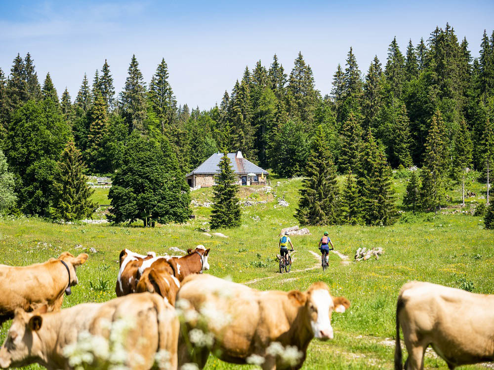Du VTT au milieu des vaches de Montbéliard