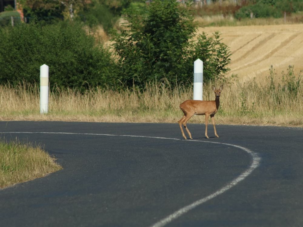 Faune sauvage prêt du lac