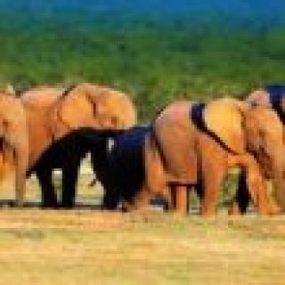 Image pour Booking - Addo Éléphant
