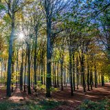 Image pour Vacances en forêt