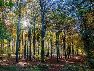 Image pour Vacances en forêt