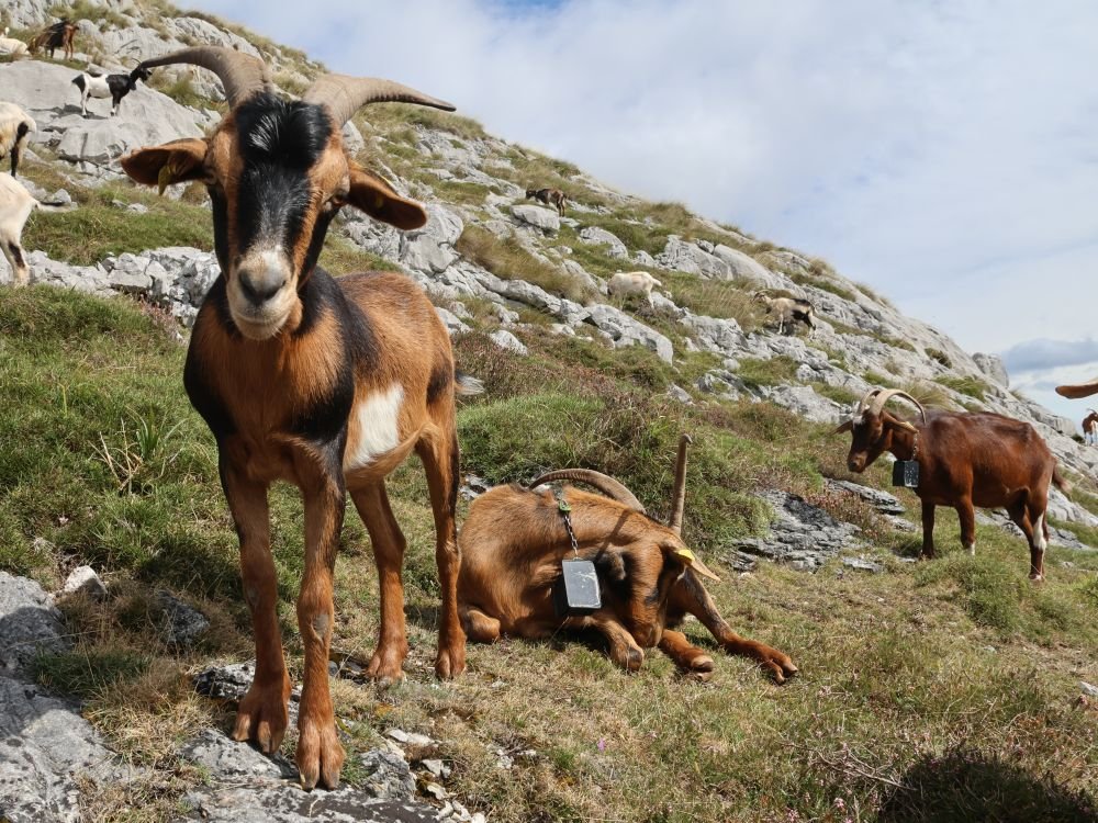Chèvres des Picos