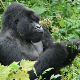 Image pour Rwanda