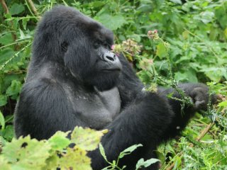Image pour Rwanda