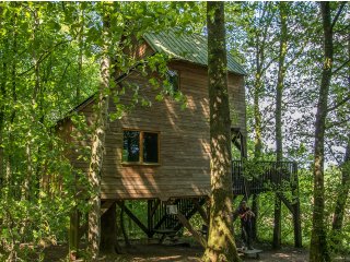 Image pour Cabanes dans les arbres