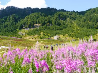 Image pour Monténégro