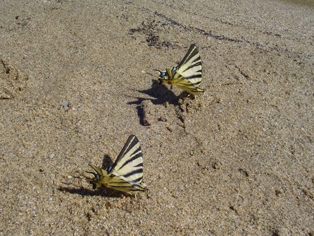 Papillons