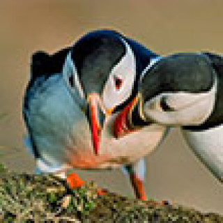 Image pour Get Your Guide - Puffins Watch Reykjavik