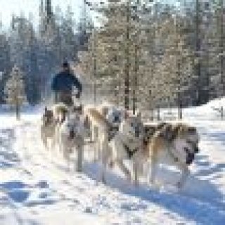 Image pour Atalante - Mushing en Finlande et en Suède