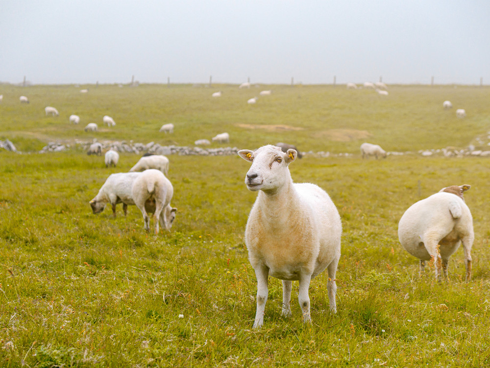 Des moutons sur le sentier de Three Castle Head