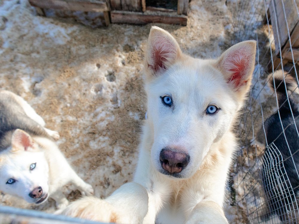 Huskys à Suomussalmi