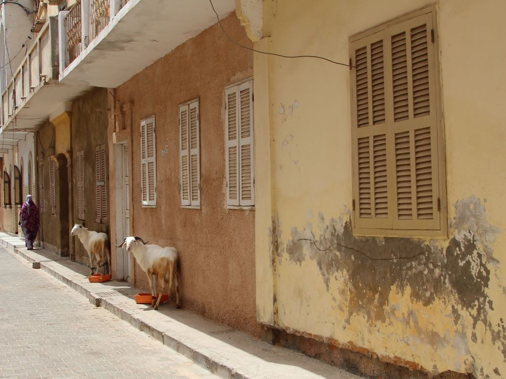 Moutons à Saint-Louis
