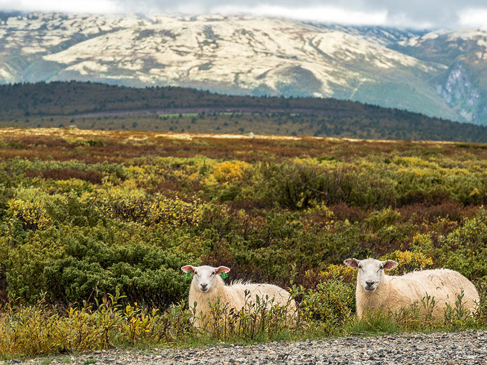 Moutons