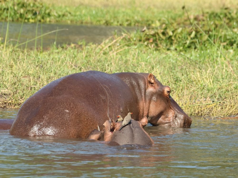 Hippopotames au Malawi