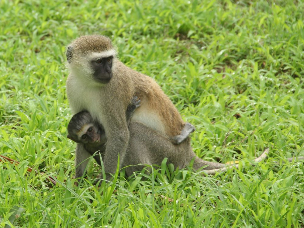 Petits singes