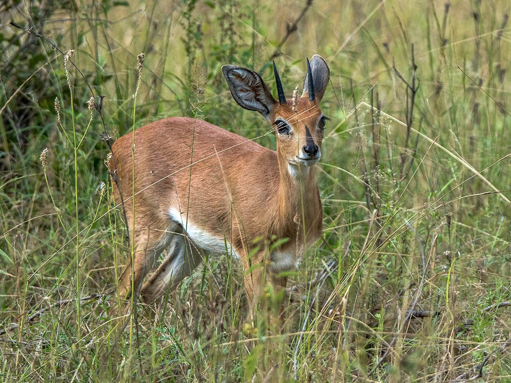 Antilope