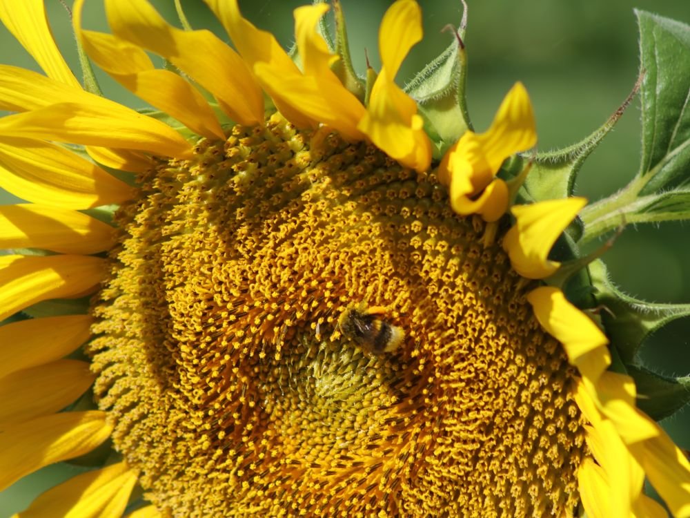 Tournesol