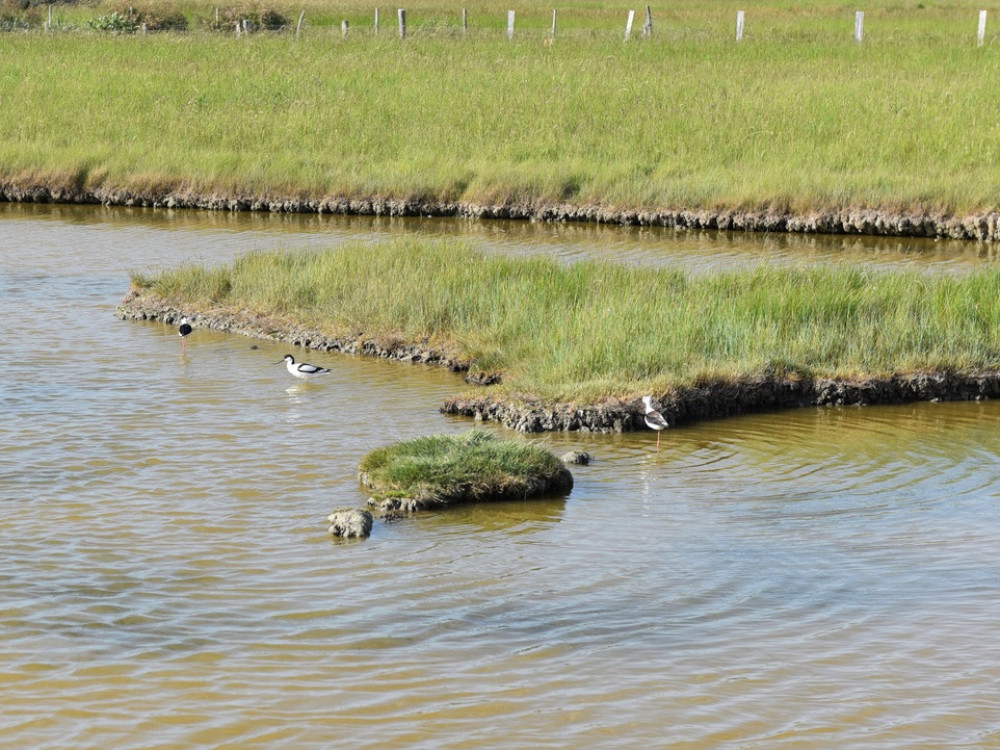 De nombreux oiseaux