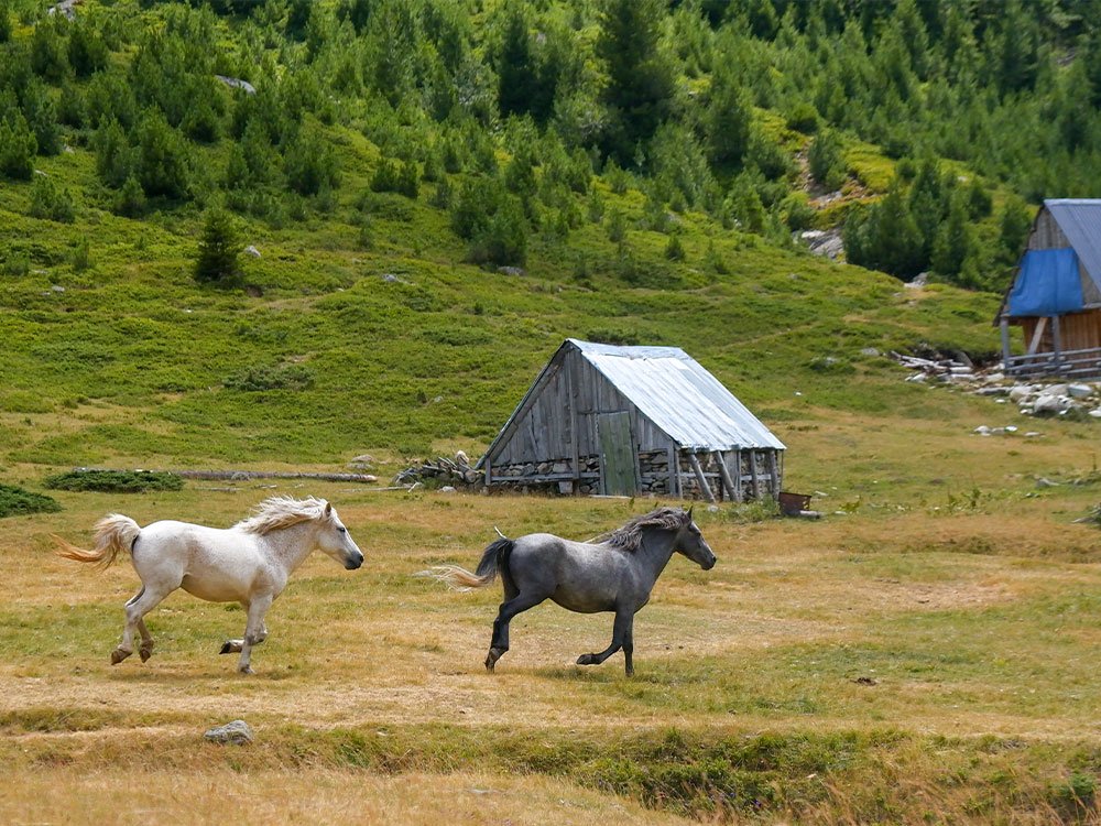 Voyage nature en Albanie