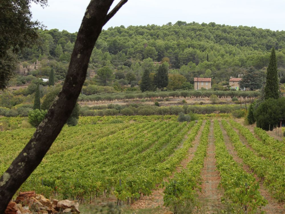 Région viticole