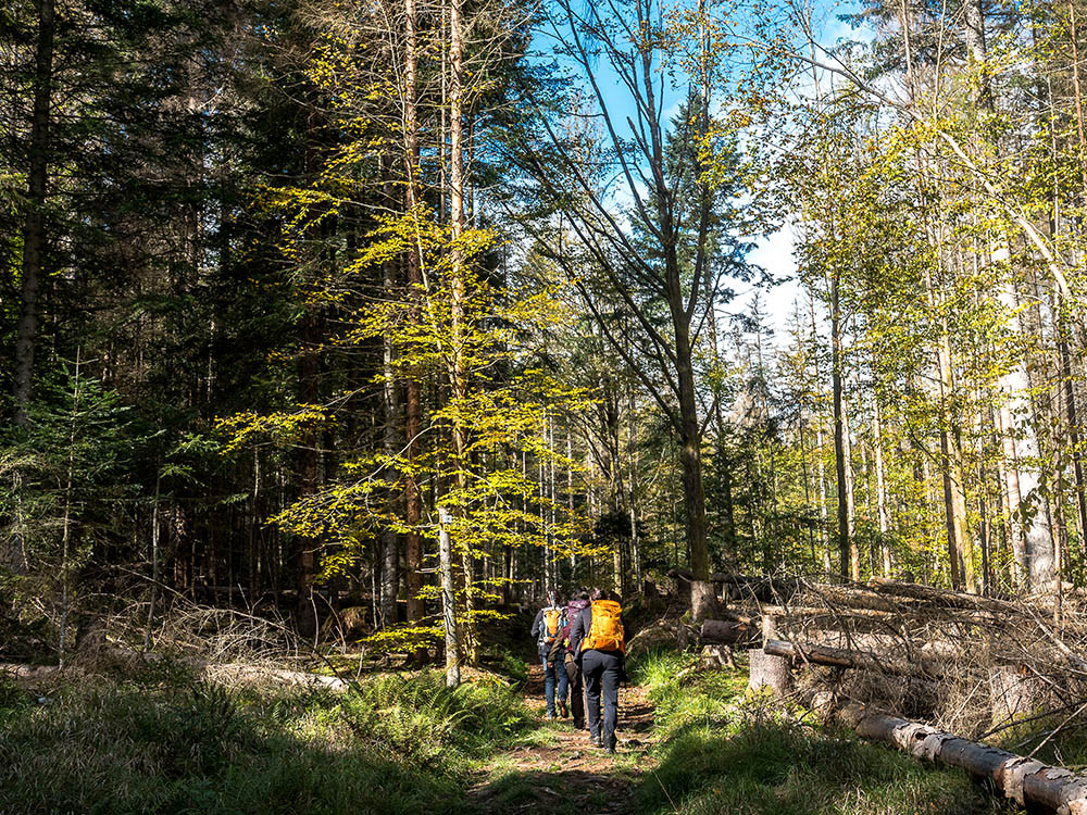 Randonnée dans le parc national de la Forêt-de-Bavière