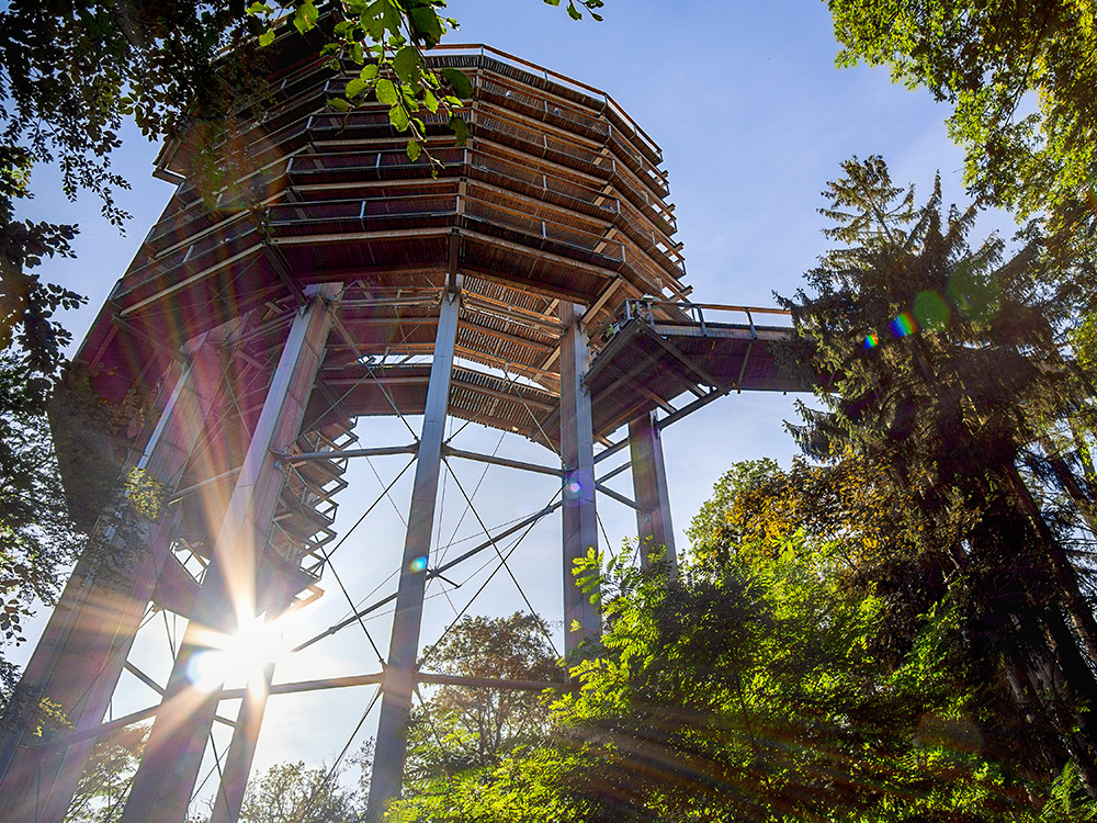 Passerelle dans les cimes