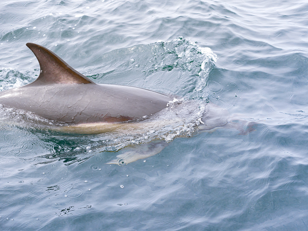 Les animaux le long de la Wild Atlantic Way