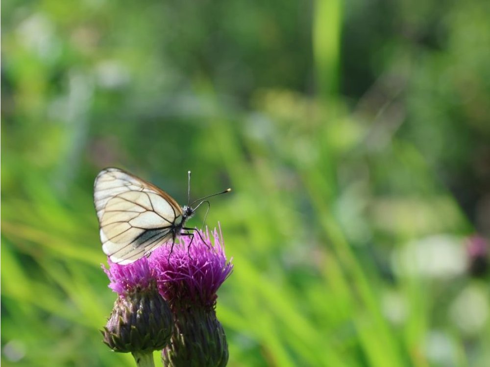 Fauna en flora