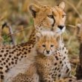 Image pour Atalante - Afrique