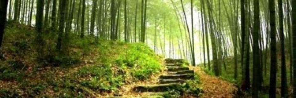 Top foto voor Top 10 des sites naturels boisés
