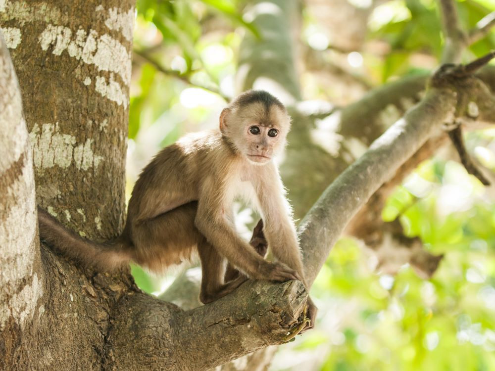 Singe en Amazonie